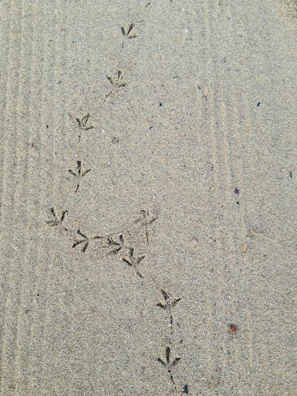 a picture of a bird's footprints in the sand