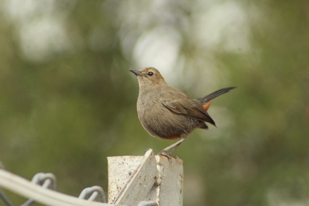 a small brown bird sitting on top of a power line
