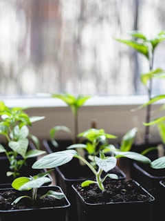 Small green plants with tender leaves are potted in black containers, placed on a window sill. Natural light softly illuminates the leaves, creating a serene atmosphere.
