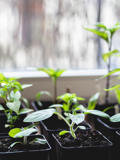 Small green plants with tender leaves are potted in black containers, placed on a window sill. Natural light softly illuminates the leaves, creating a serene atmosphere.