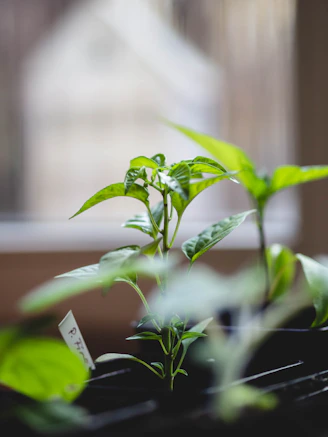 Close-up of vibrant succulent and cactus seedlings sprouting in small pots under natural sunlight