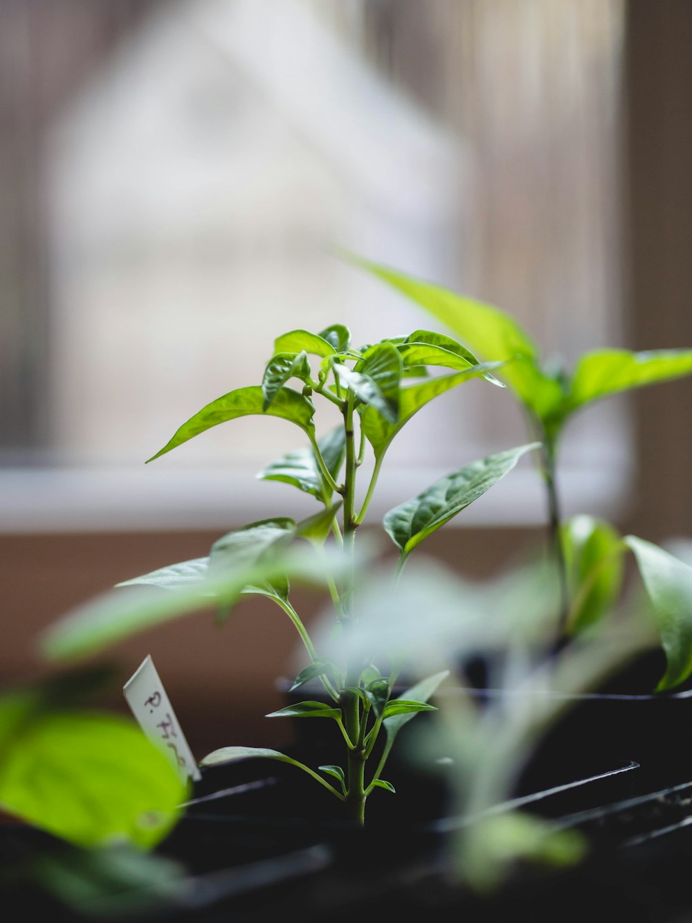 a close up of a plant in a pot