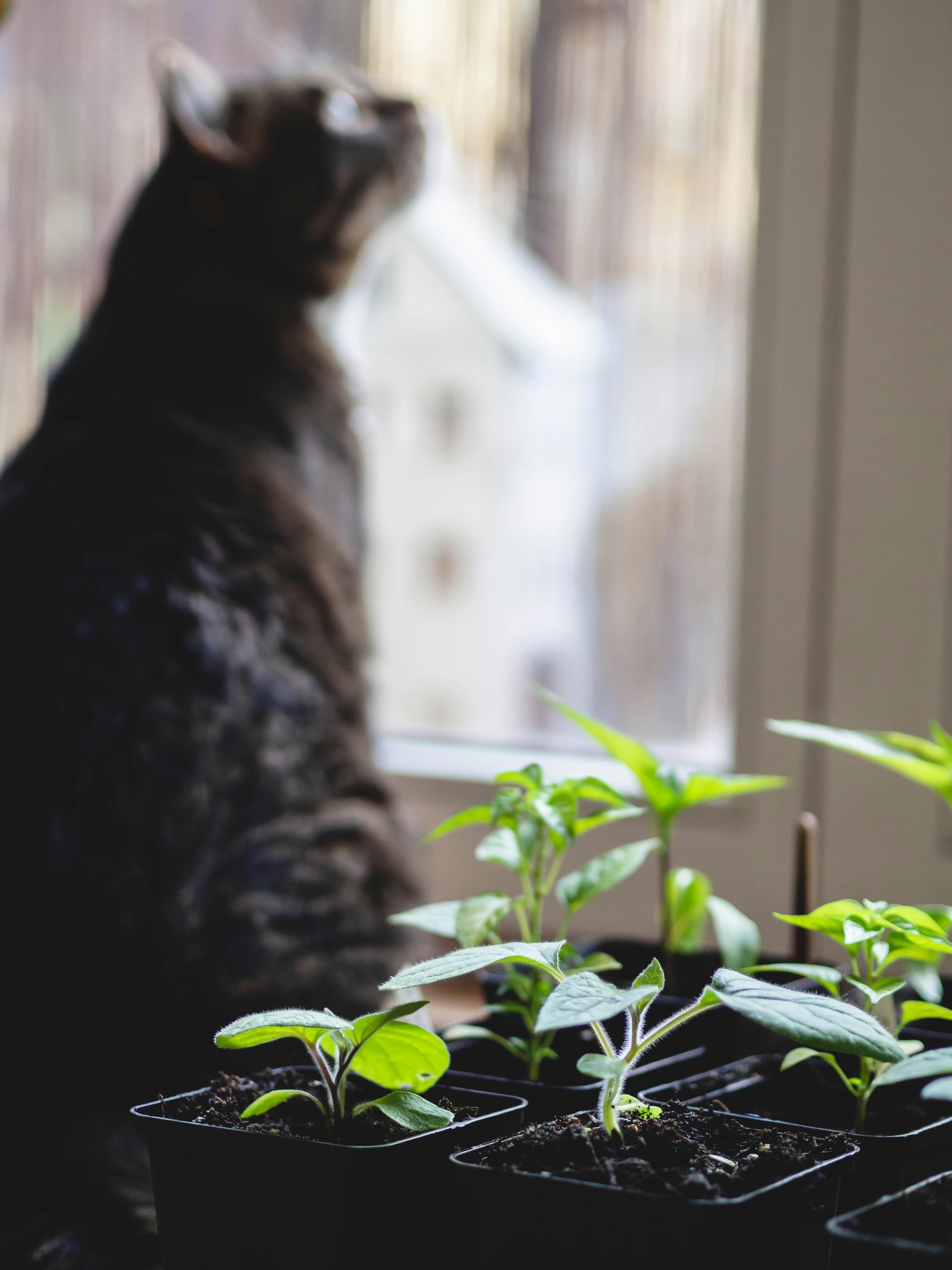 A cat sitting on a window sill next to a potted plant photo – Free ...