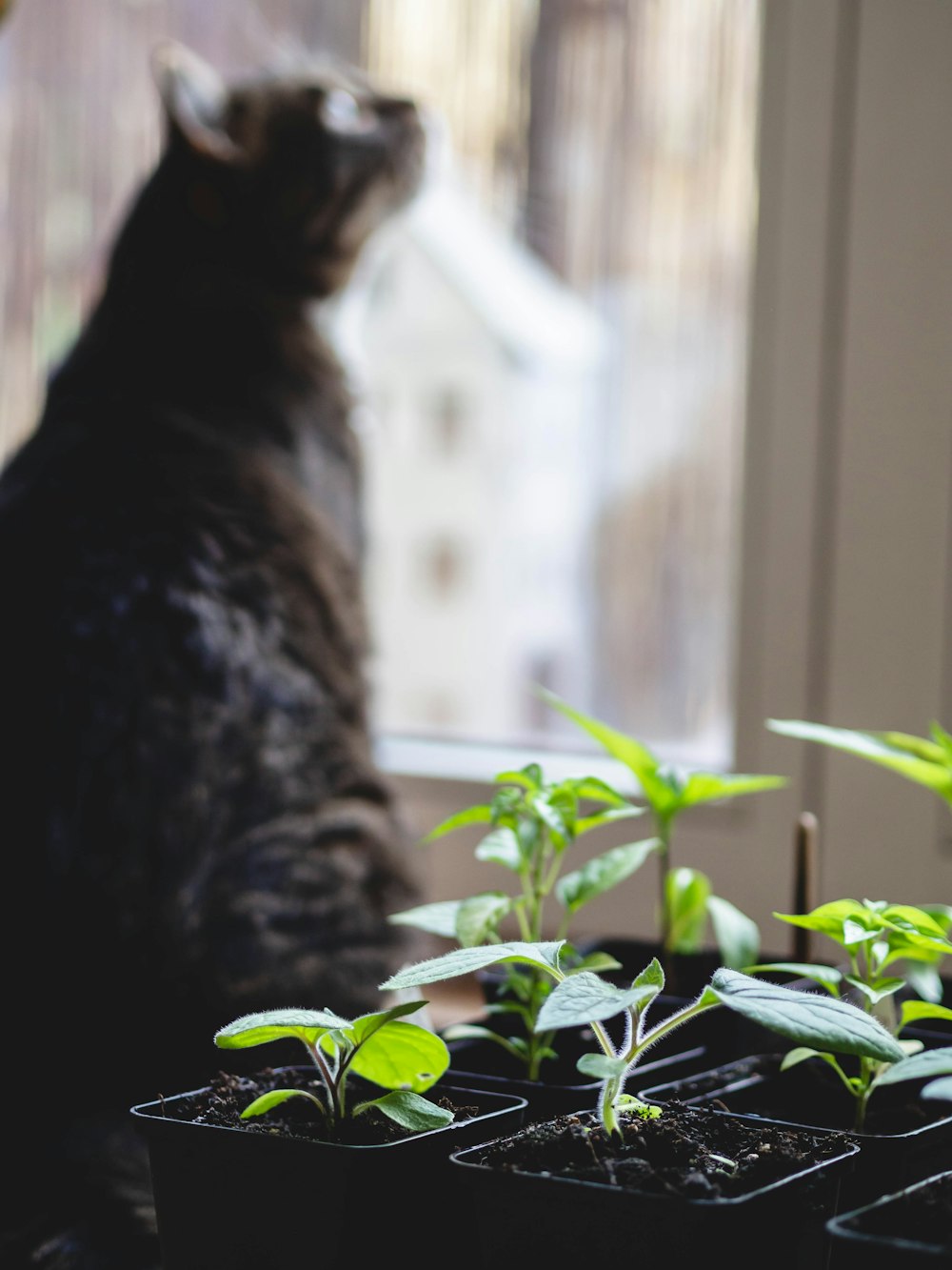a cat sitting on a window sill next to a potted plant