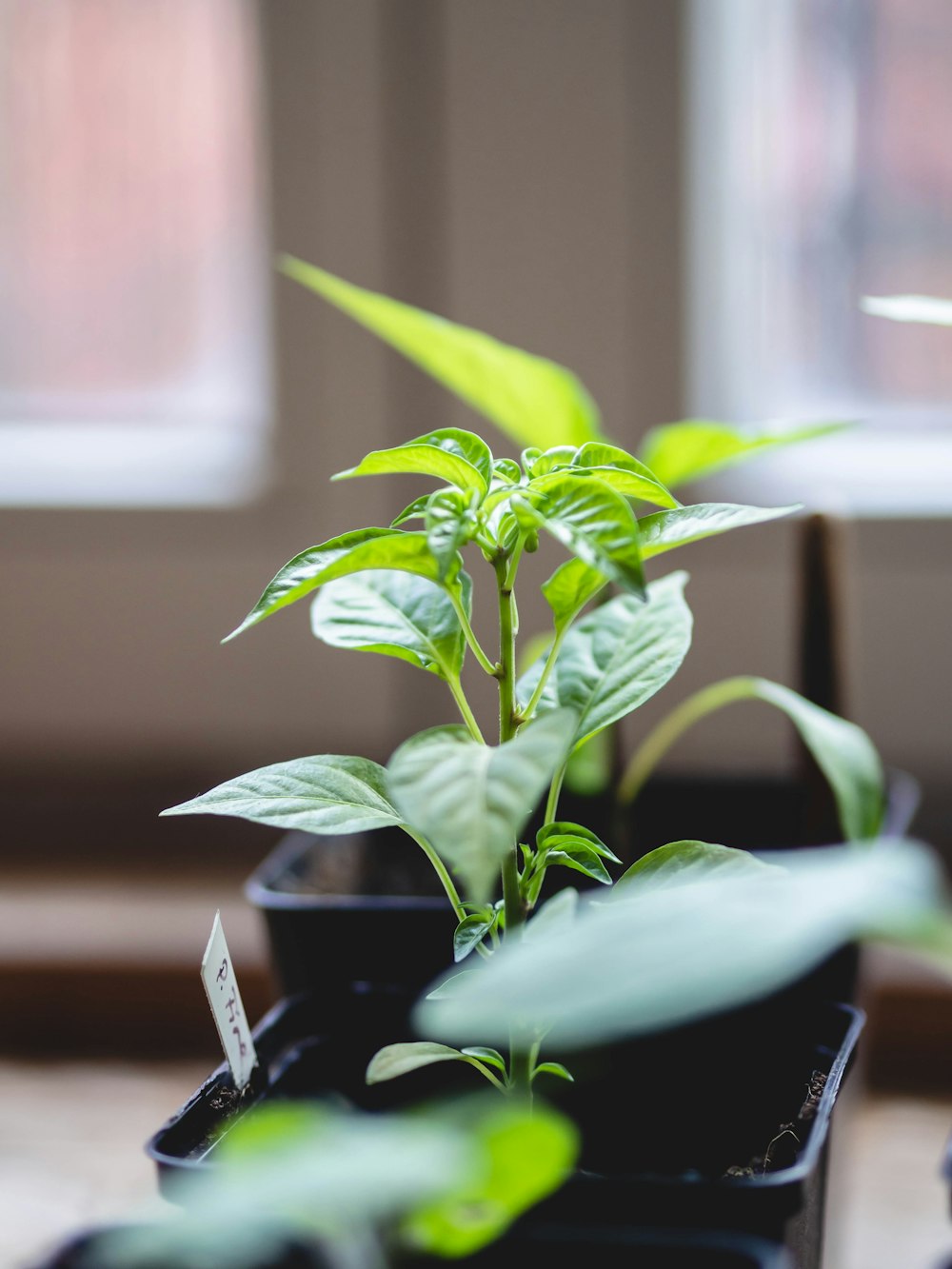 a small green plant in a black pot