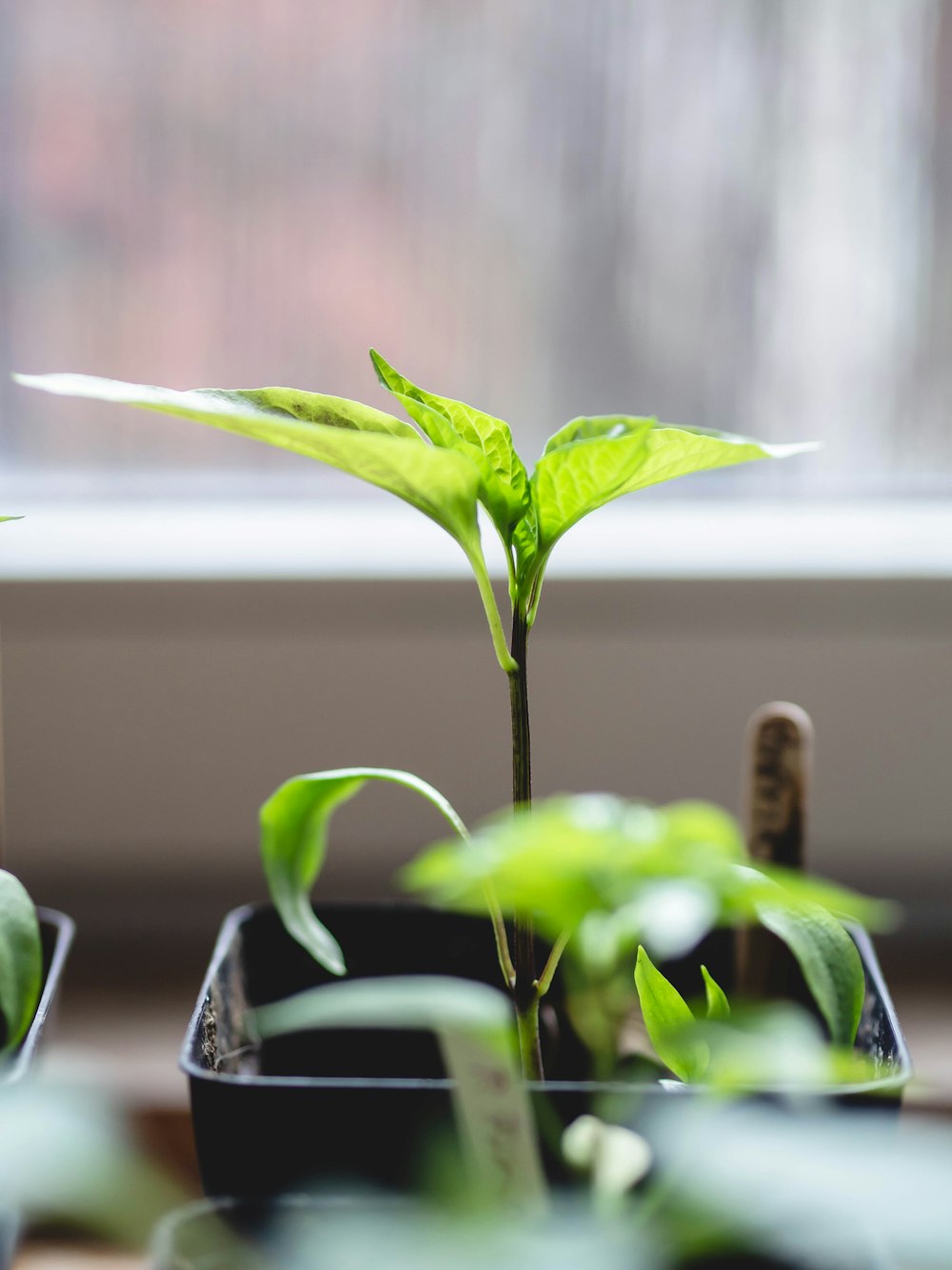 a close up of a plant in a pot near a window