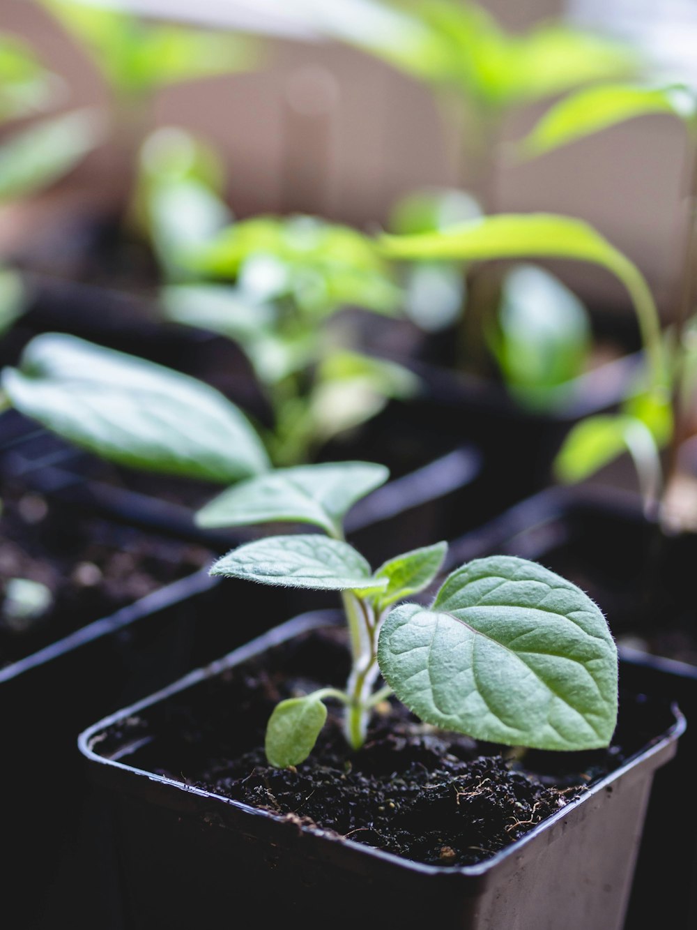 Un primer plano de una pequeña planta en una maceta