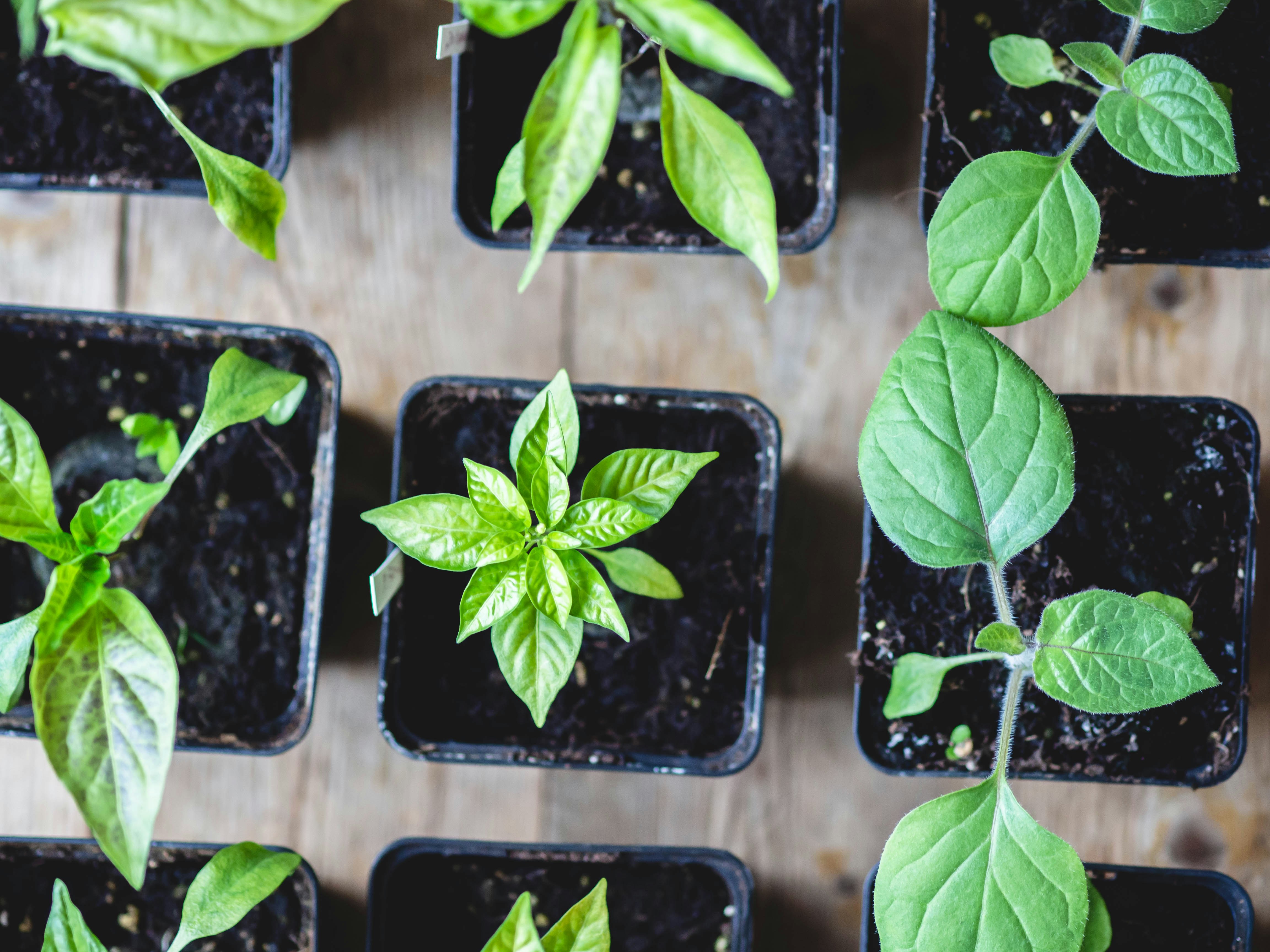 Photo by eileen_kummer