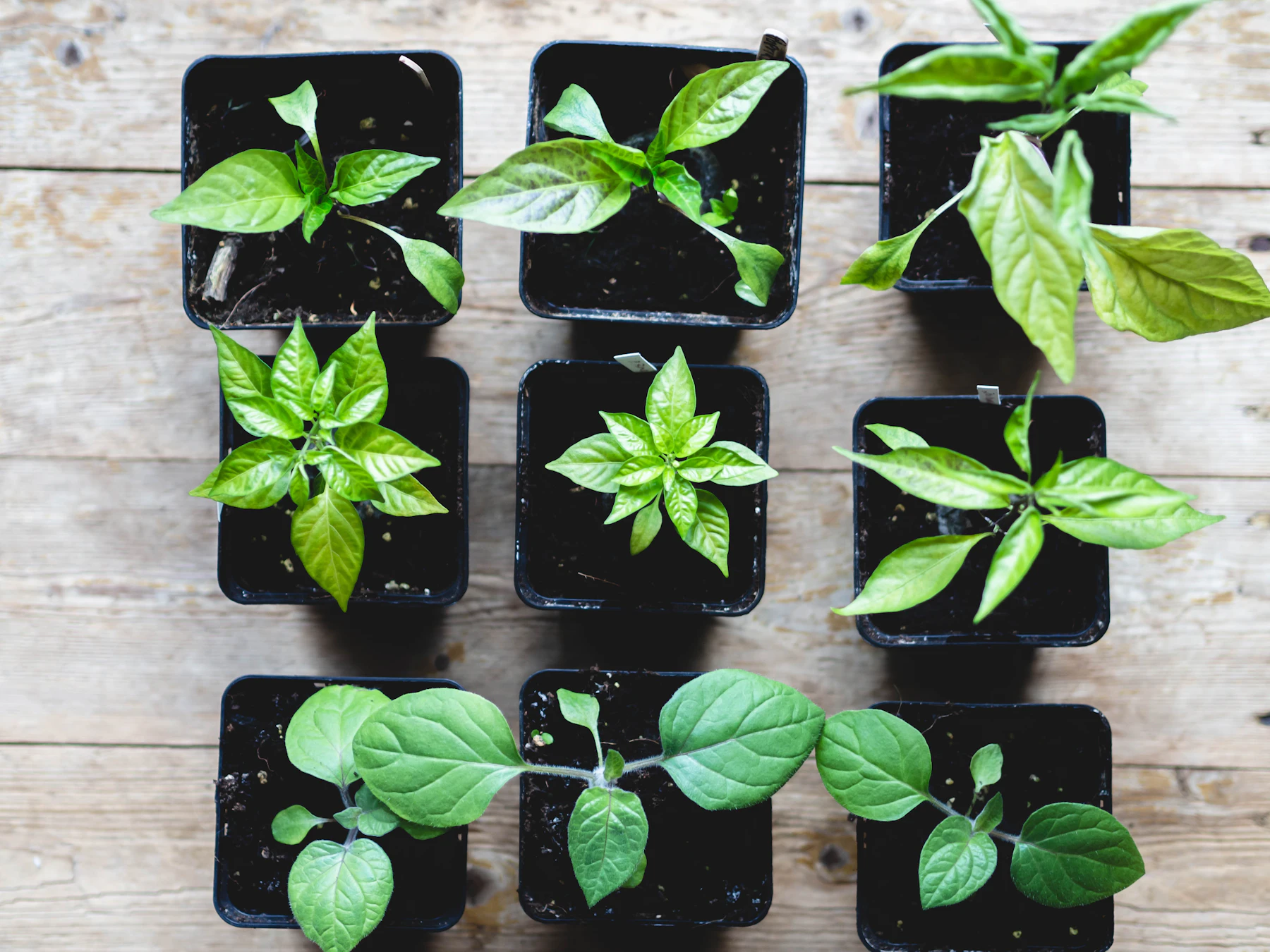 Nine seedlings in square black nursery pots set in three rows on weathered wooden boards