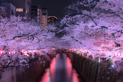Cherry blossoms blooming along a peaceful river in Kyoto during spring