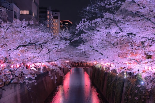 Cherry blossoms in full bloom along a peaceful river in Kyoto.