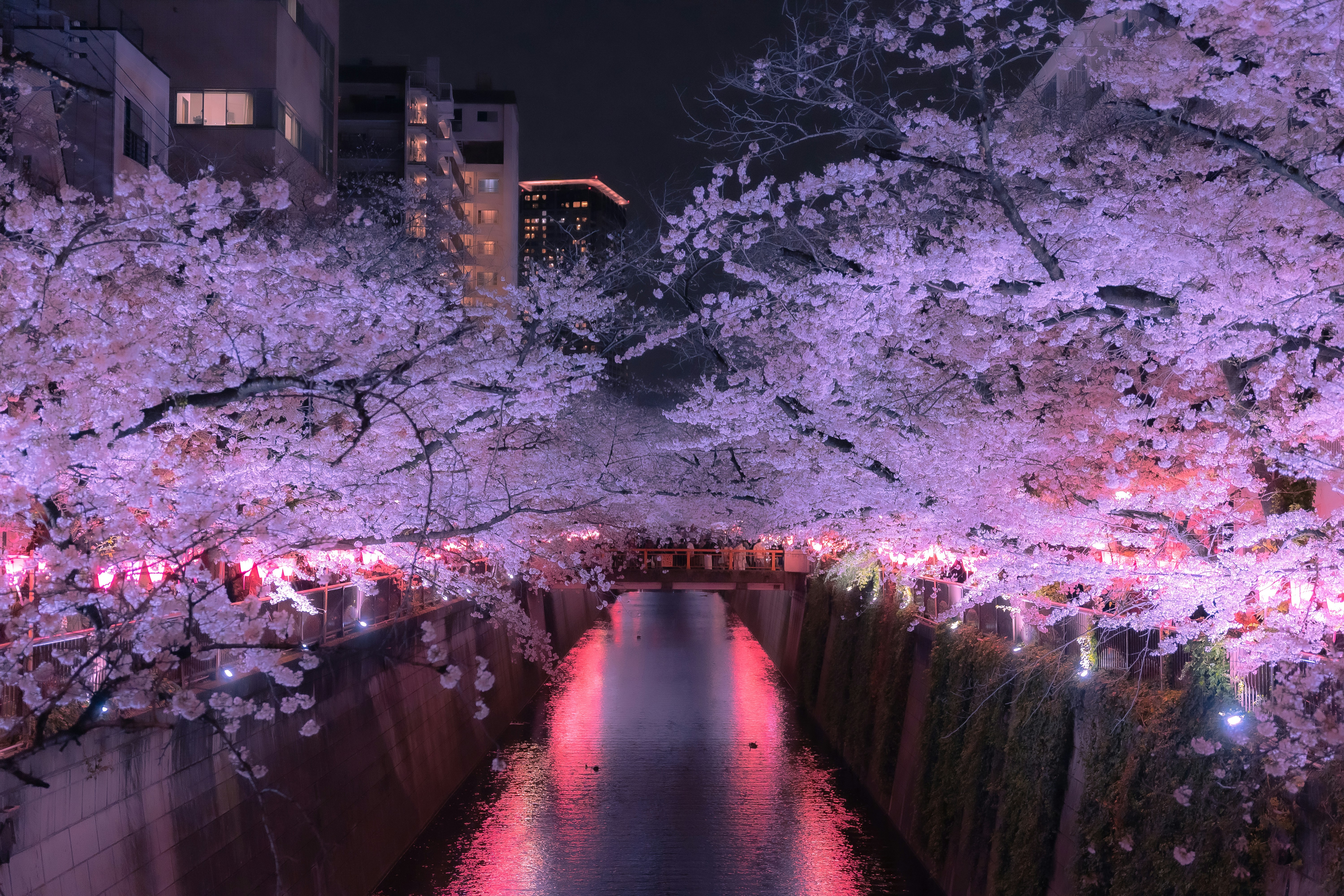 Mount Fuji Cherry Blossom Festival Cancelled Due To Overtourism