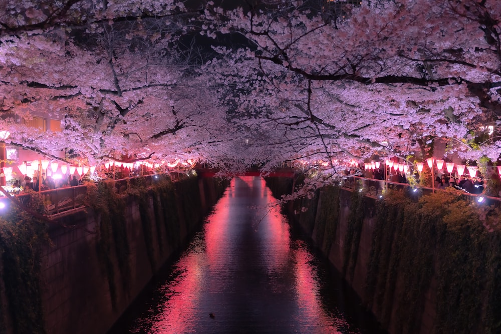 a river with lots of pink flowers on it