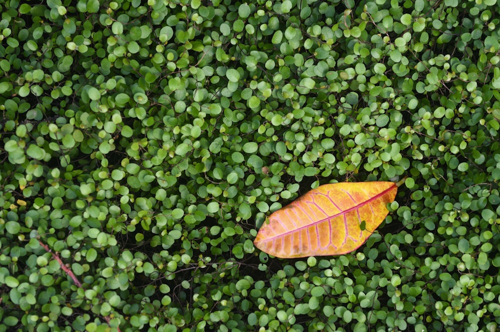 a single leaf laying on top of a lush green field