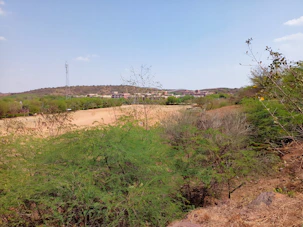 a dirt road surrounded by trees and bushes