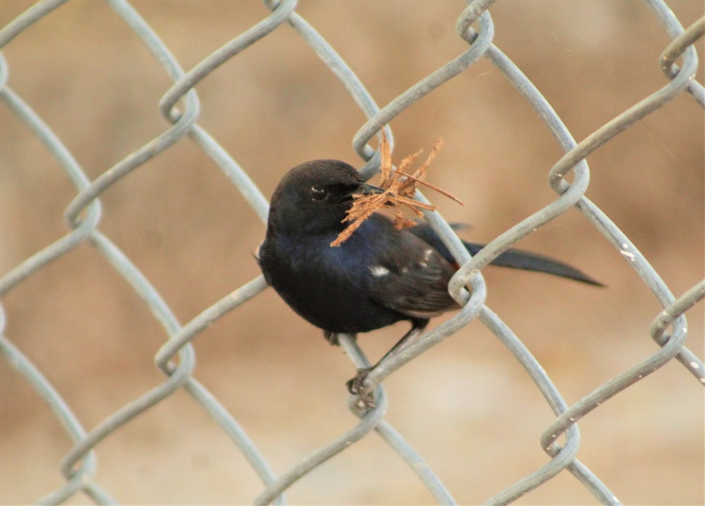 a black bird sitting on a chain link fence