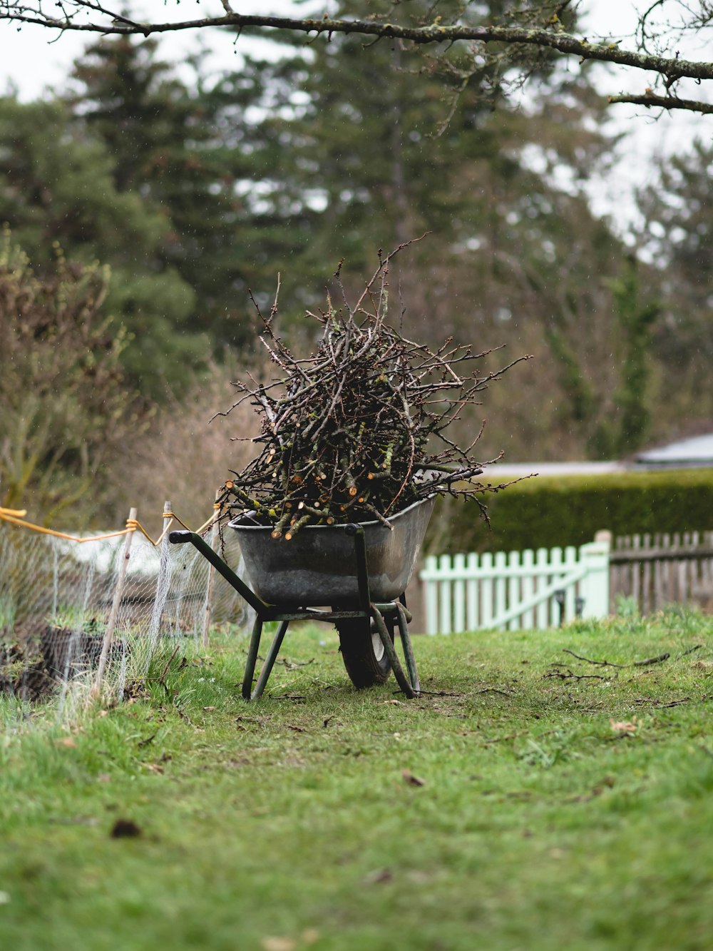 a wheelbarrow full of twigs in a yard