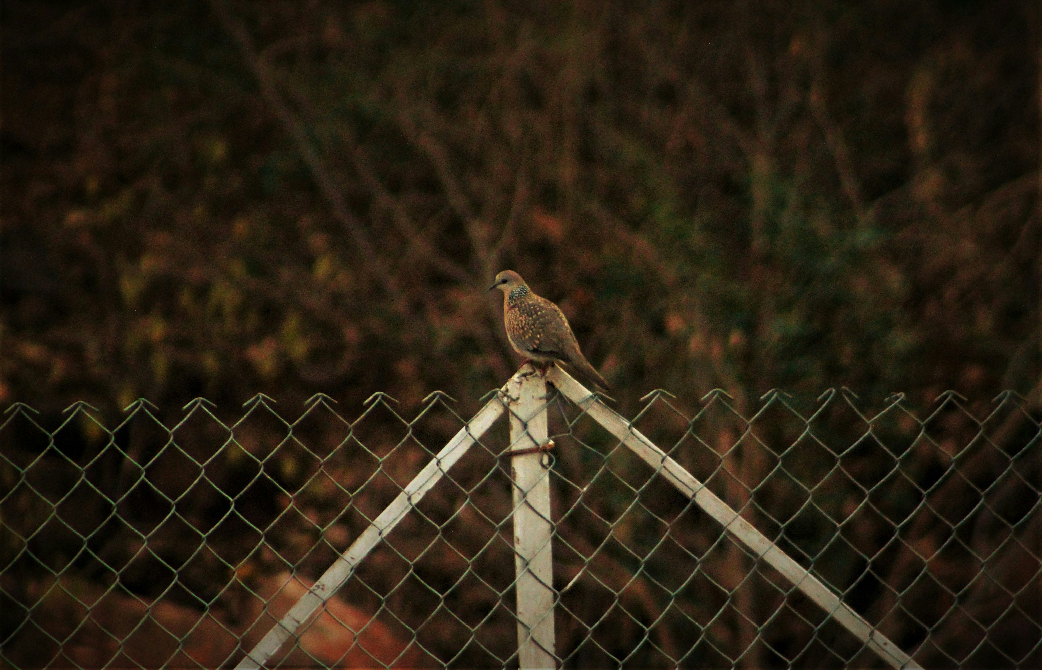 Photo by pavansaithummala