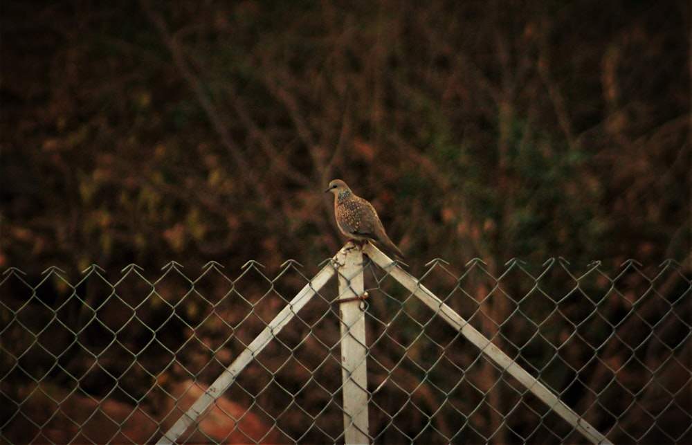 a bird sitting on top of a metal fence