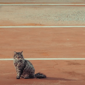 a cat sitting on the ground in a parking lot