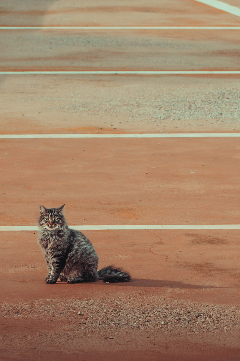 um gato sentado no chão em um estacionamento