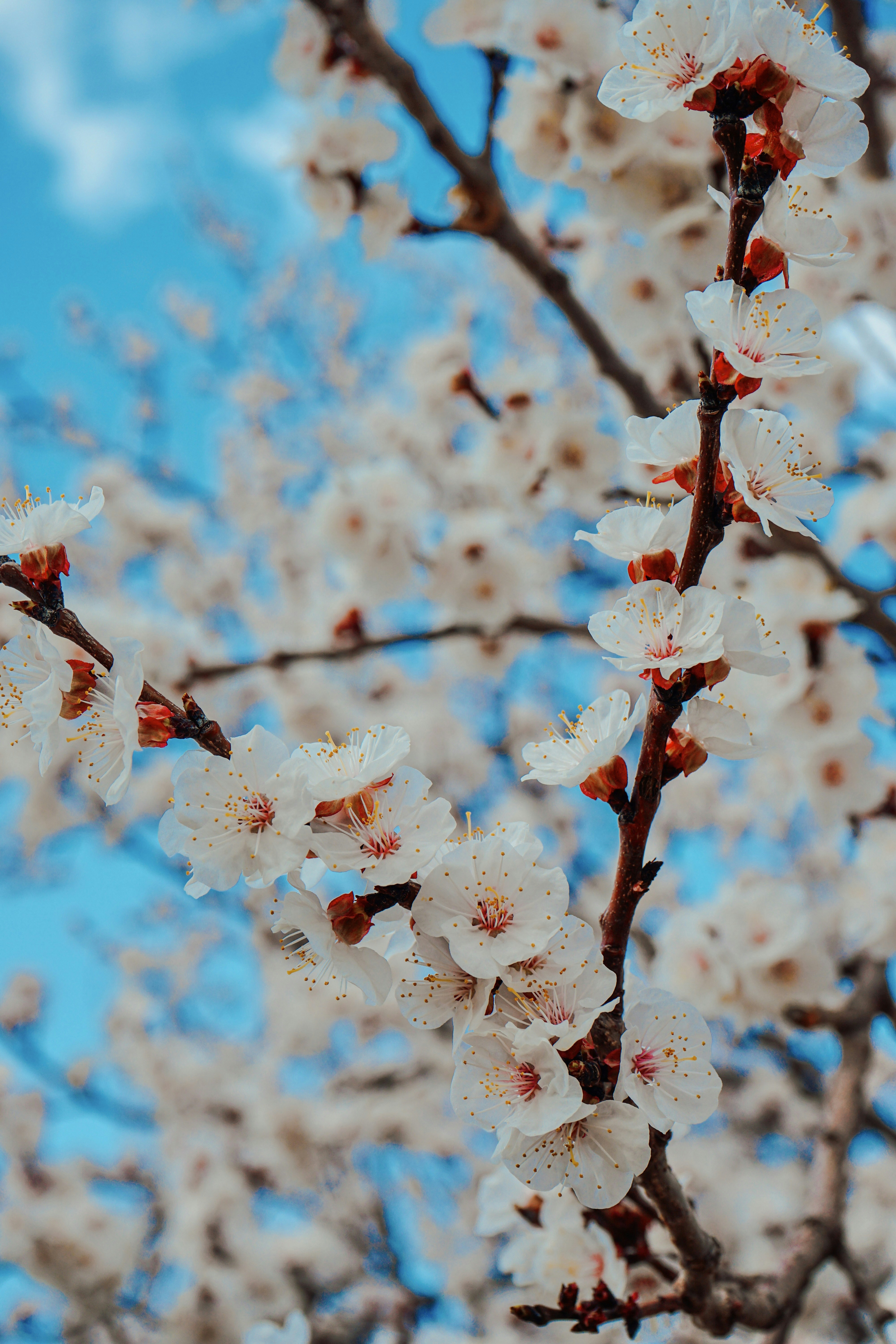 Ein Baum mit weißen Blüten und blauem Himmel im Hintergrund