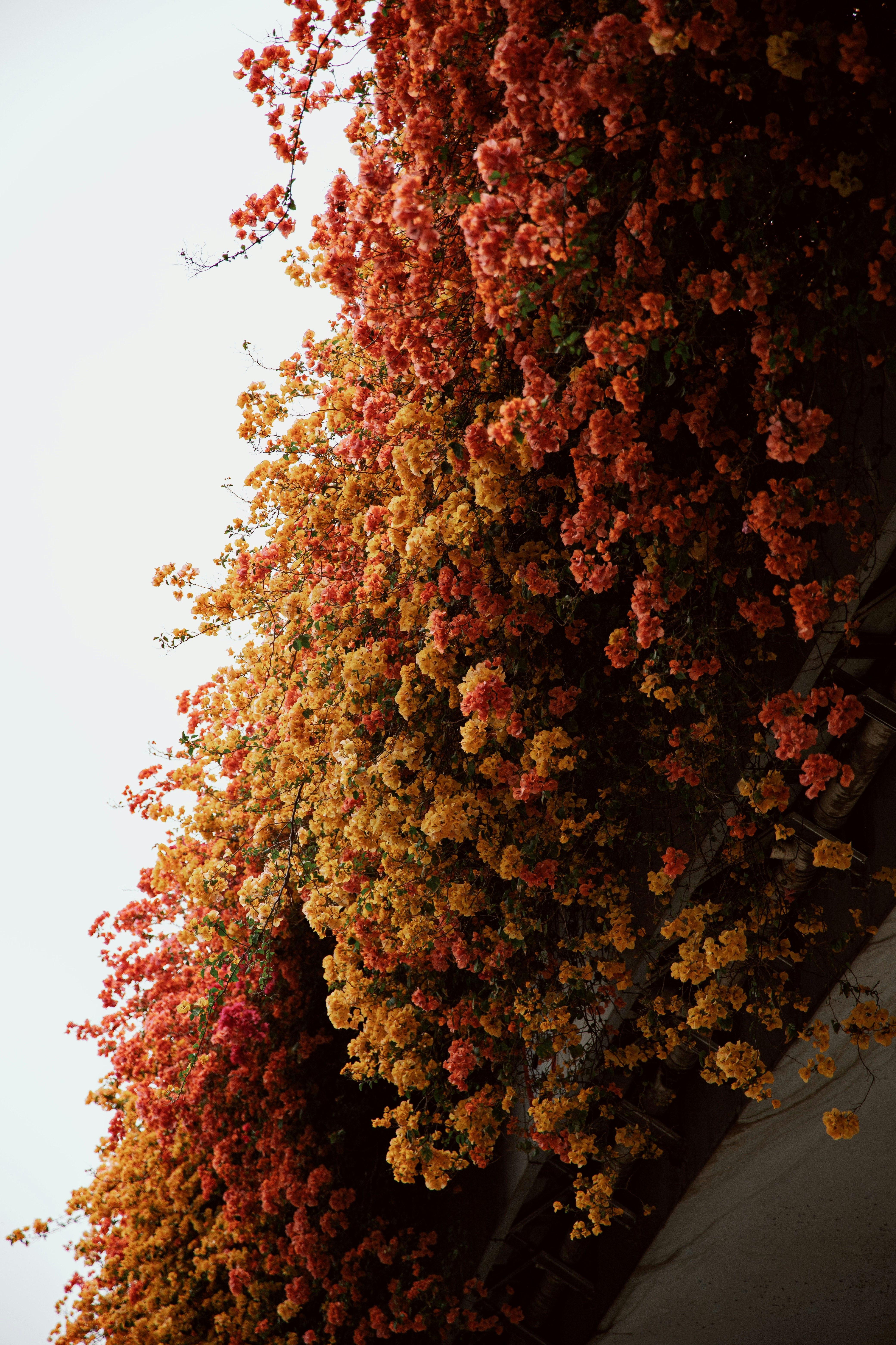 a tall tree with orange and yellow flowers