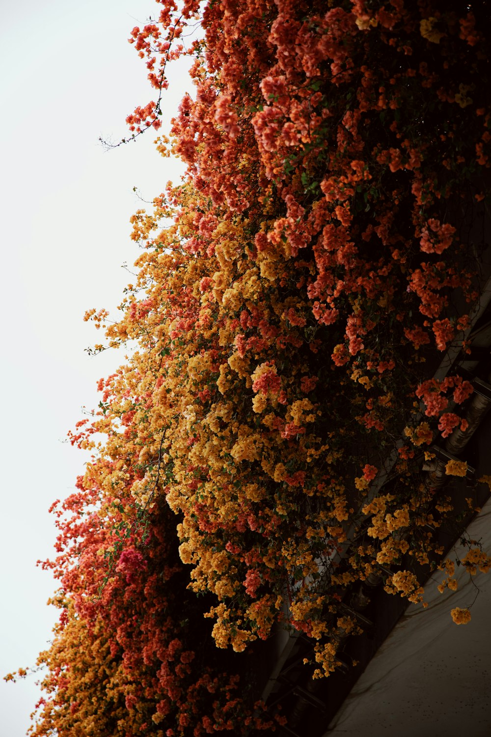 un albero alto con fiori arancioni e gialli
