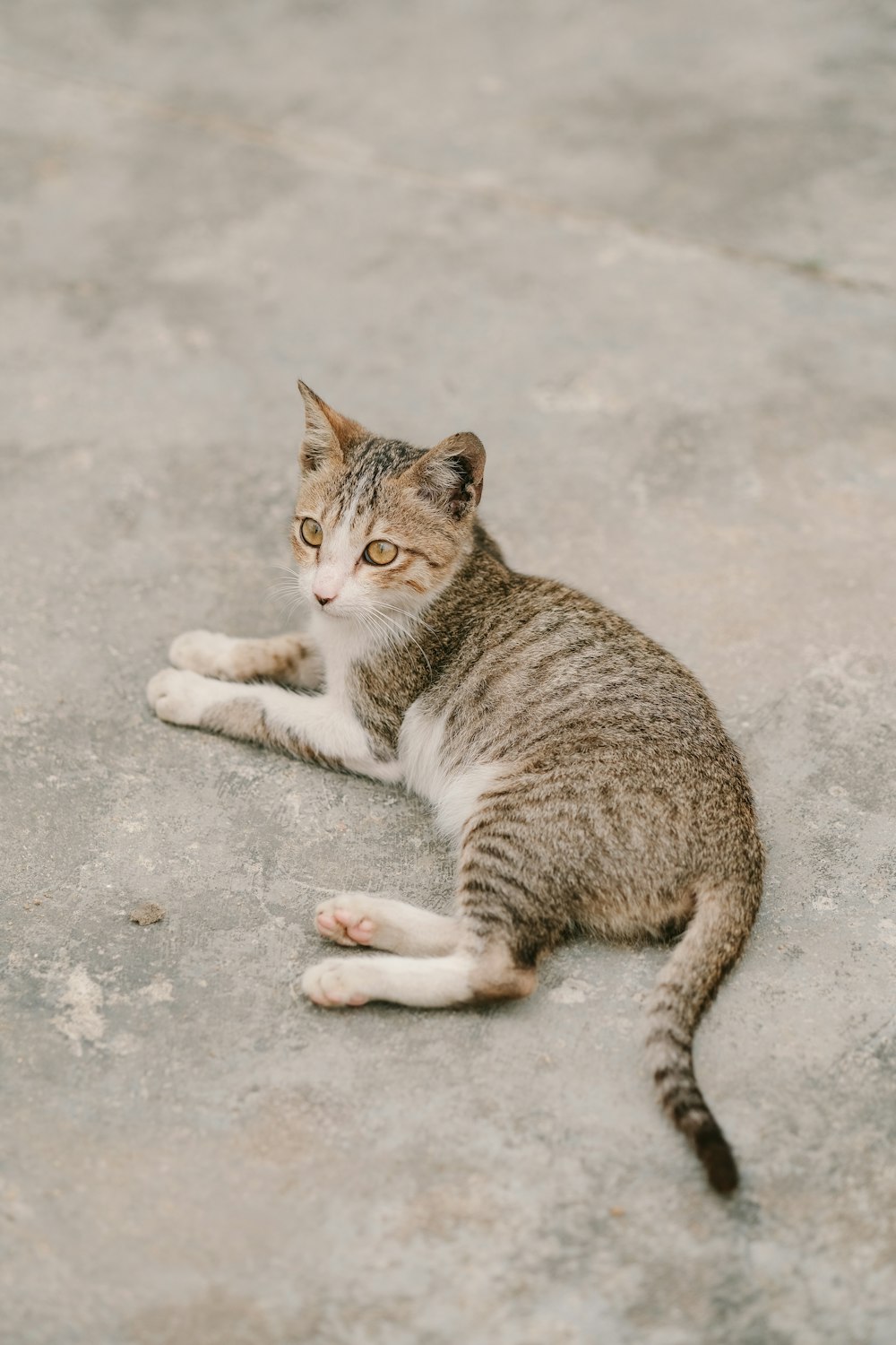 a cat laying on the ground looking at the camera