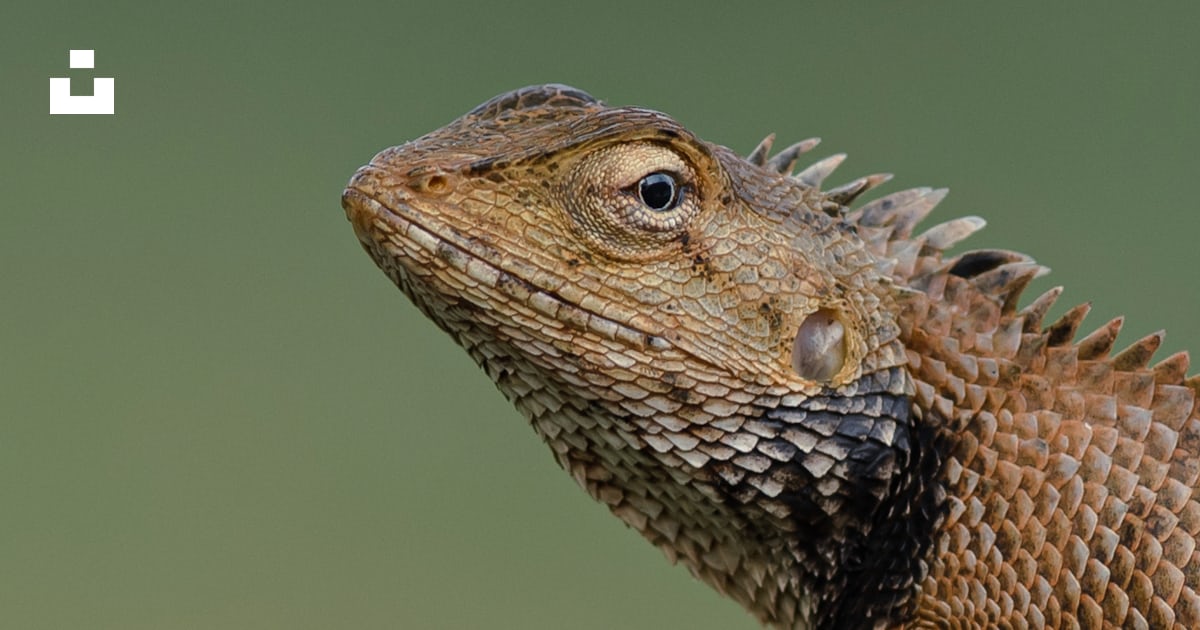 A close up of a lizard on a tire photo – Free Reptile Image on Unsplash