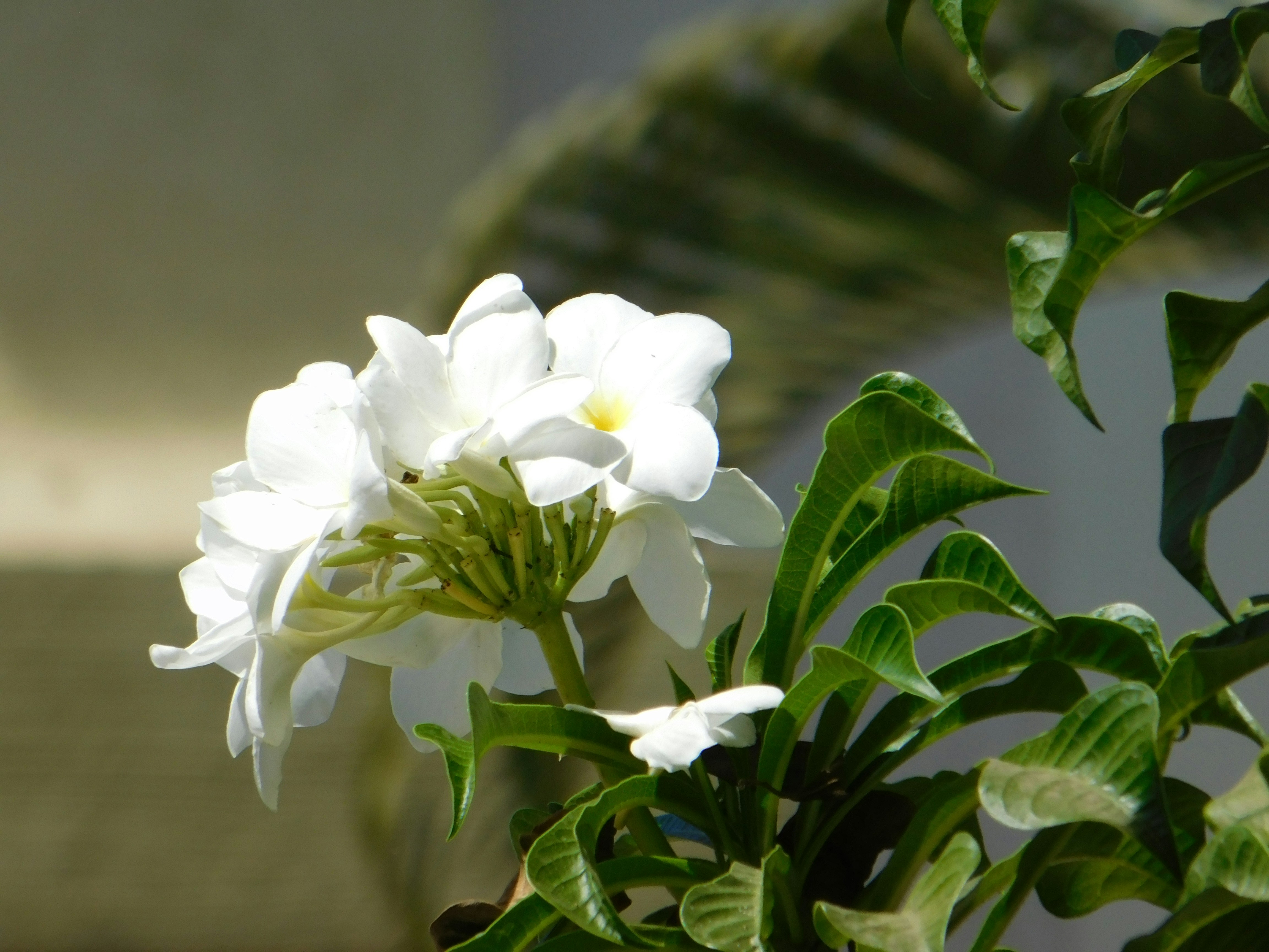 Century Plants: The Ultimate Procrastinators (image credits: unsplash)