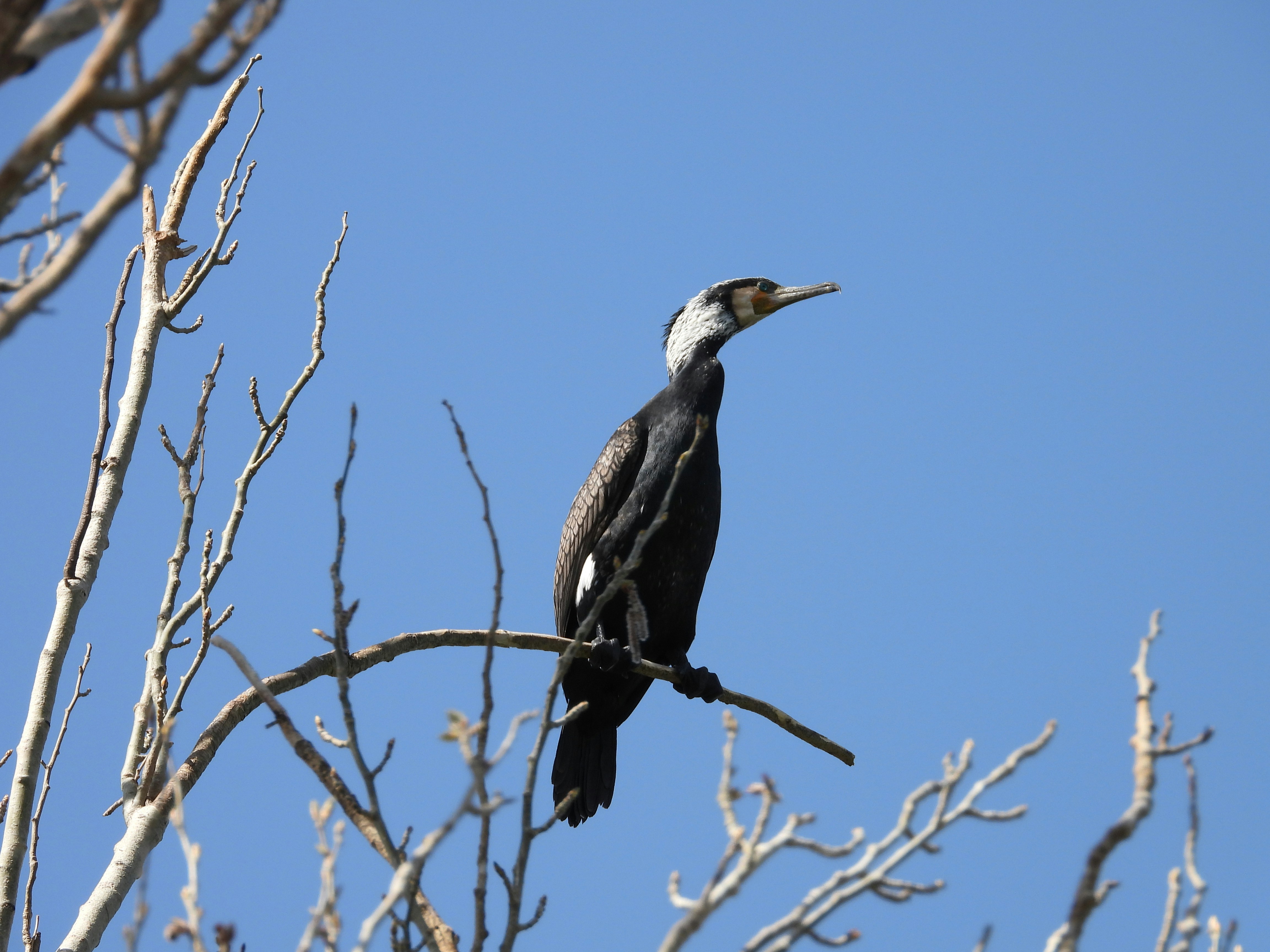 Photo by aliarjmandi