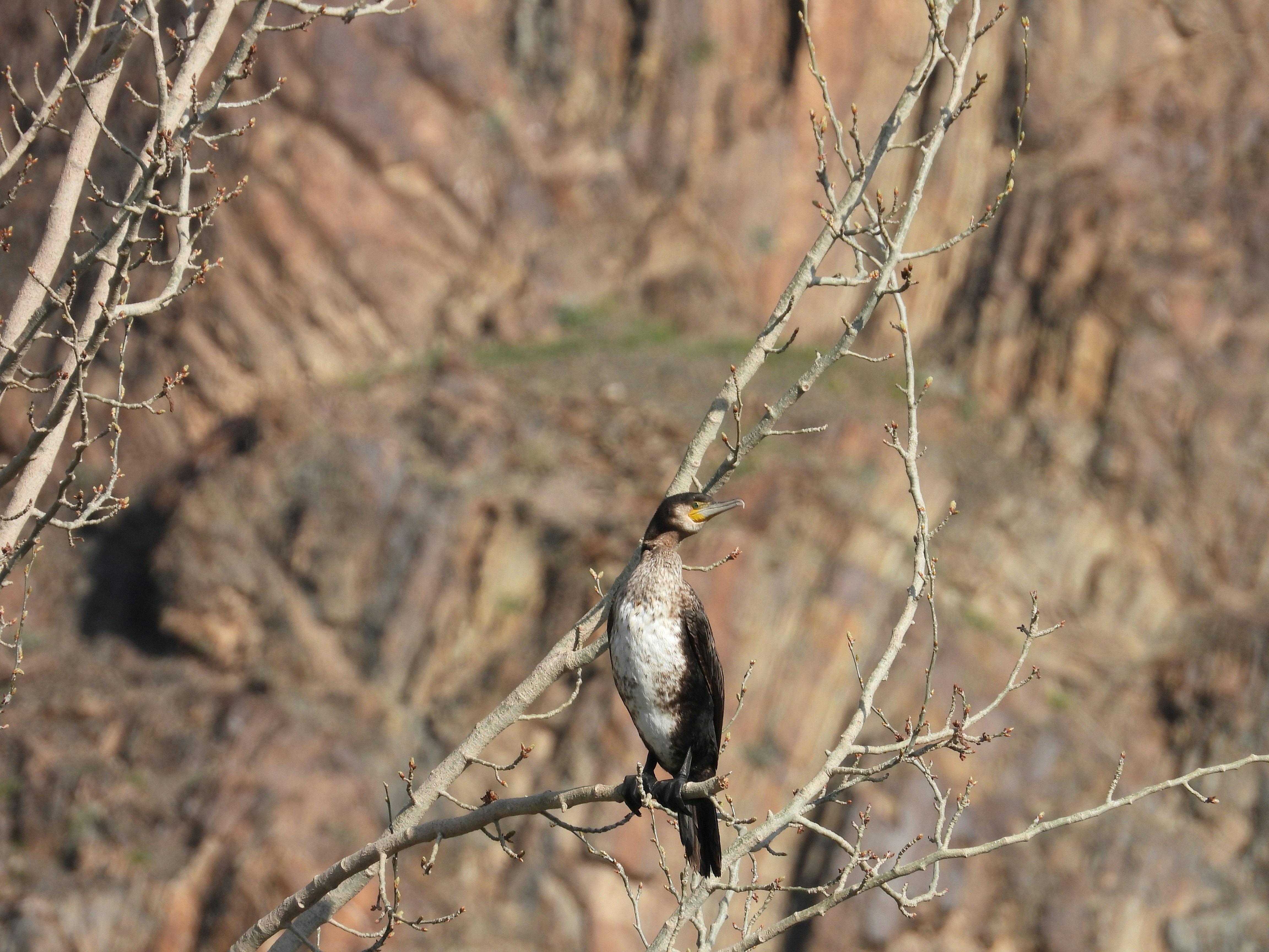 Photo by aliarjmandi