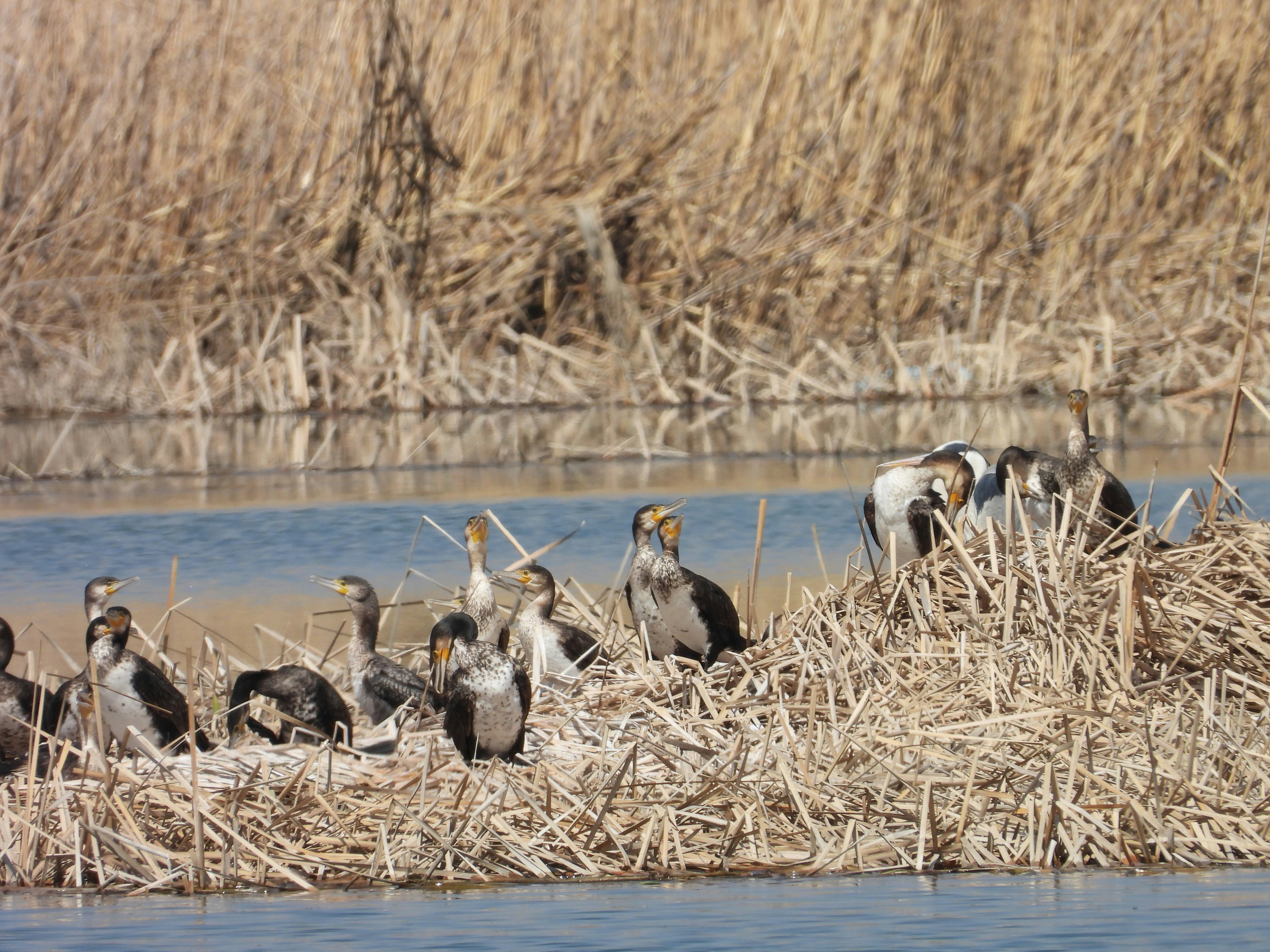 Photo by aliarjmandi