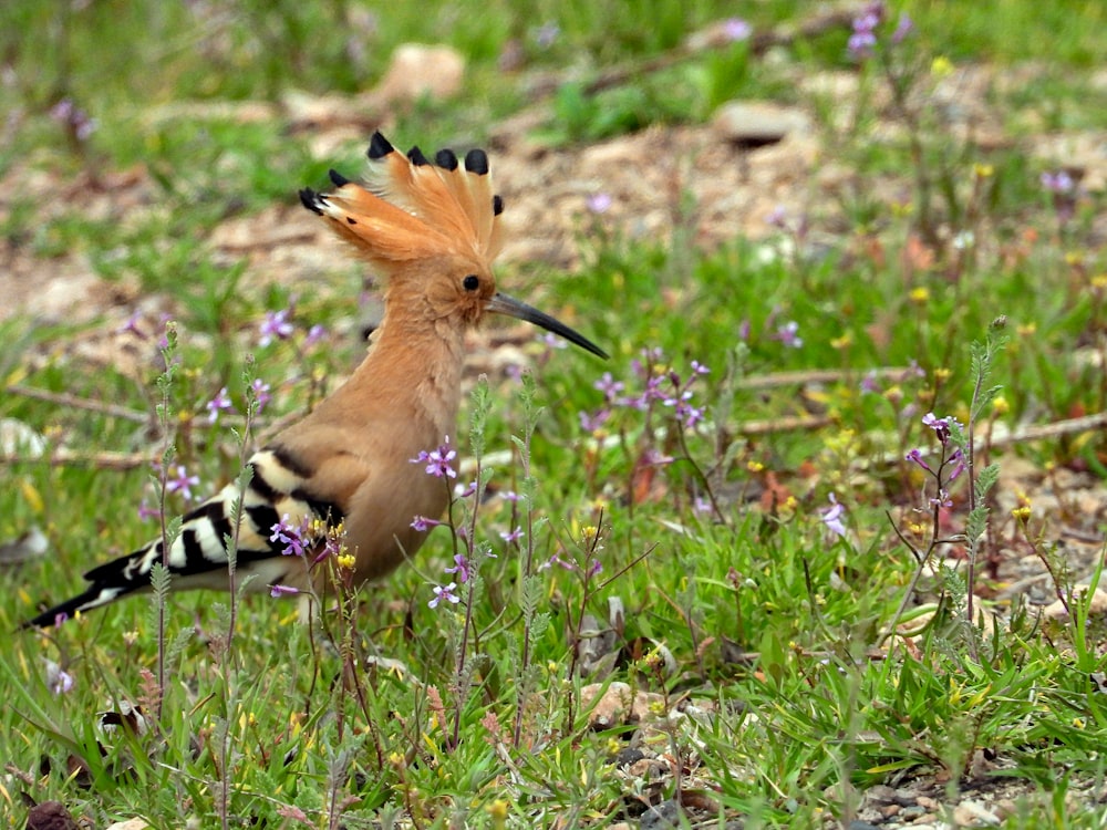 a bird with a long beak standing in the grass