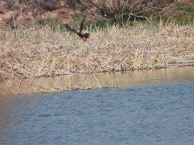 A bird is captured mid-flight over a calm body of water with dry reeds lining the shore. The background shows a blend of green vegetation and dry earth tones, suggesting a natural, possibly wetland environment.