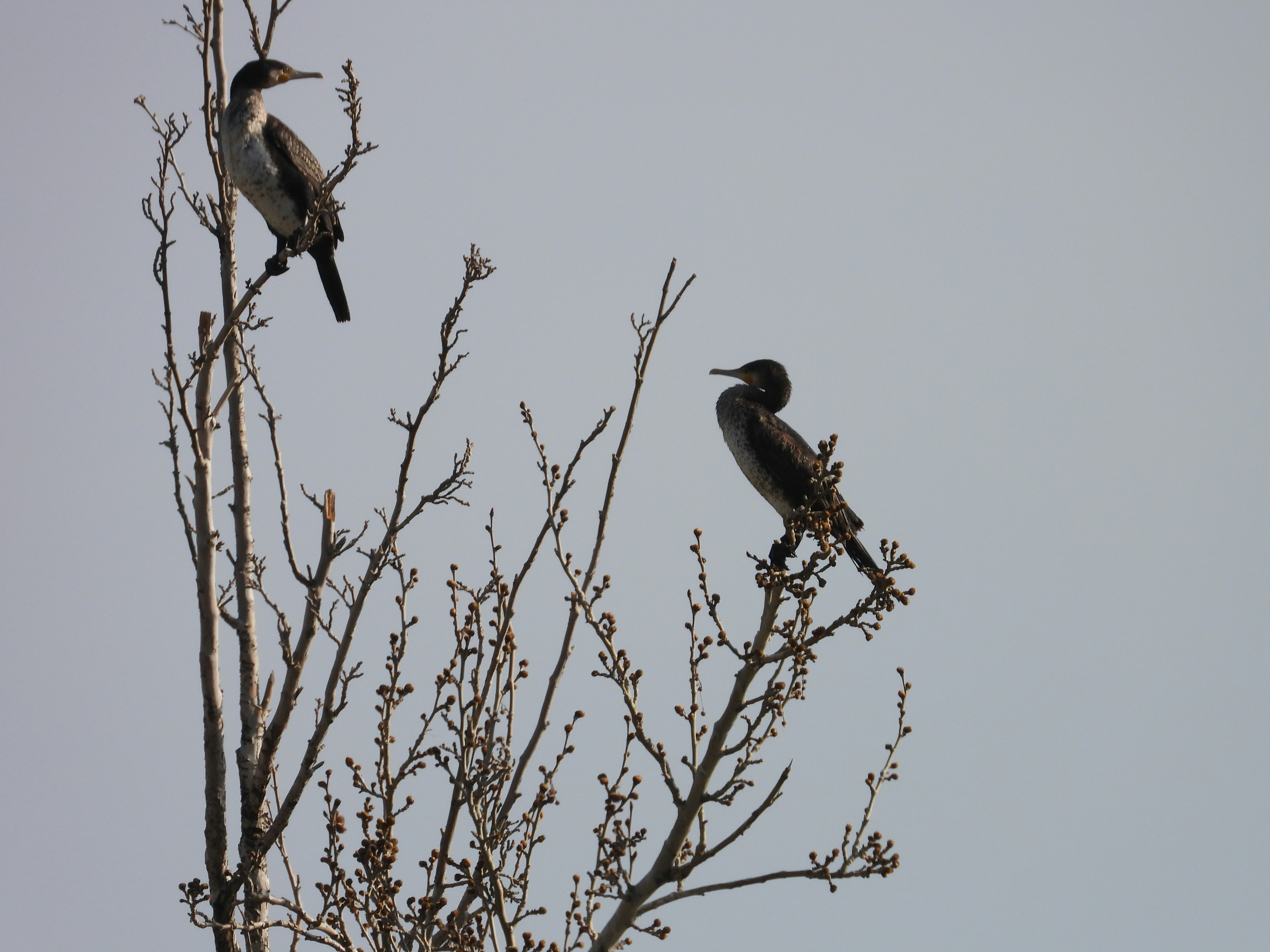 Photo by aliarjmandi