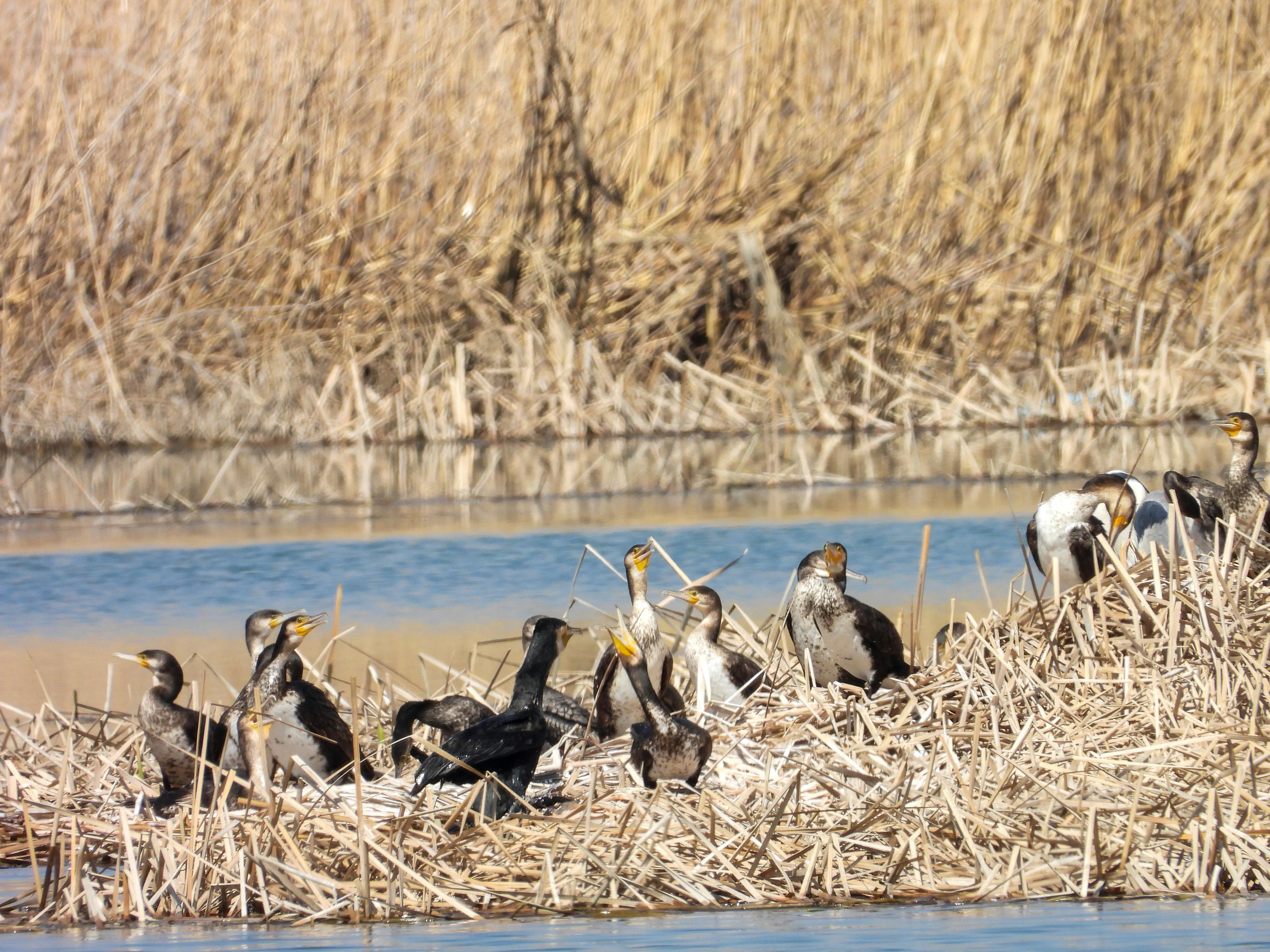 Photo by aliarjmandi