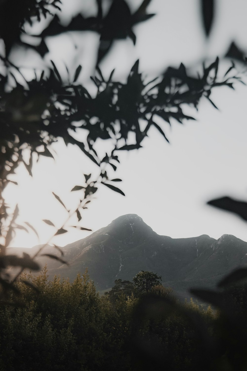 a view of a mountain with trees in the foreground