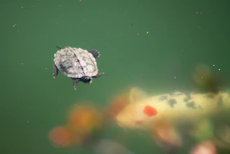 a turtle swimming in a pond with a koi fish