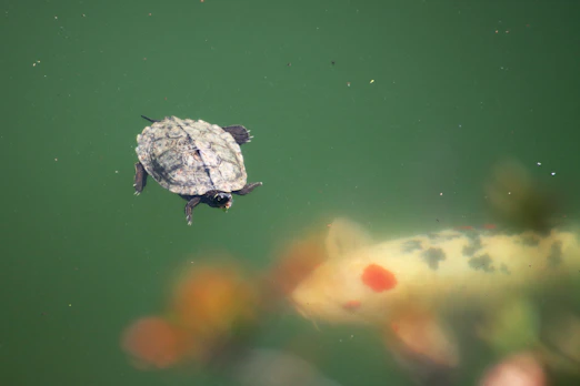 a turtle swimming in a pond with a koi fish