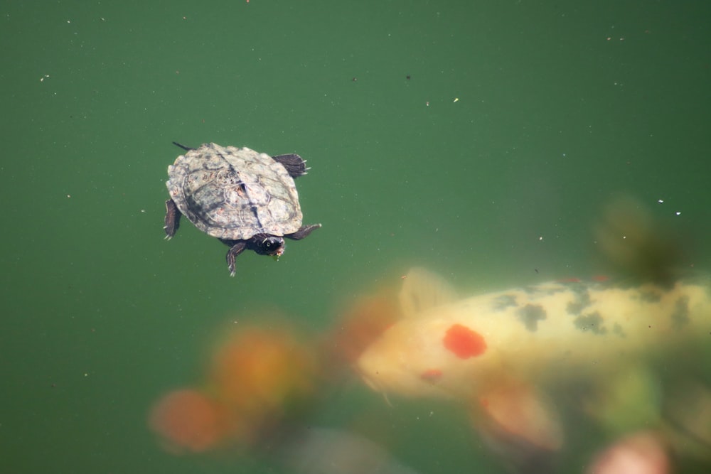 a turtle swimming in a pond with a koi fish