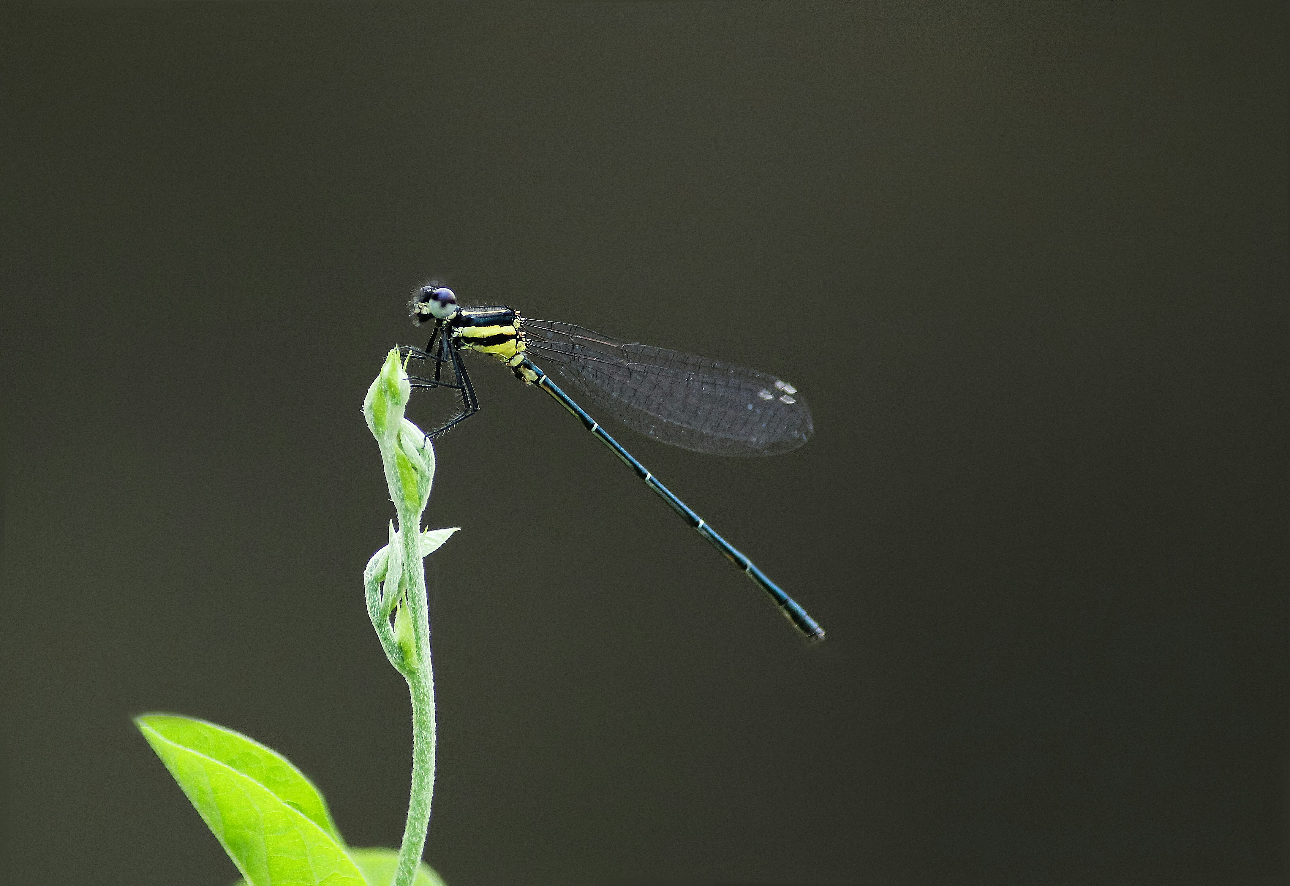 Dragonfly on green plant