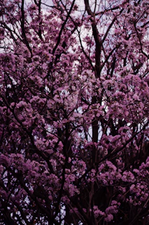a tree with purple flowers in the foreground