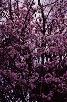 a tree with purple flowers in the foreground