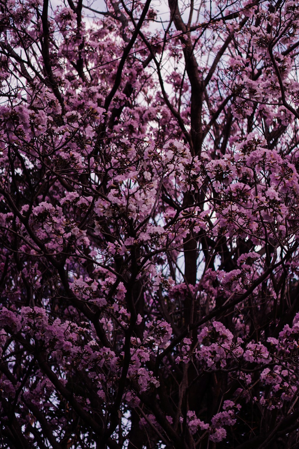 a tree with purple flowers in the foreground