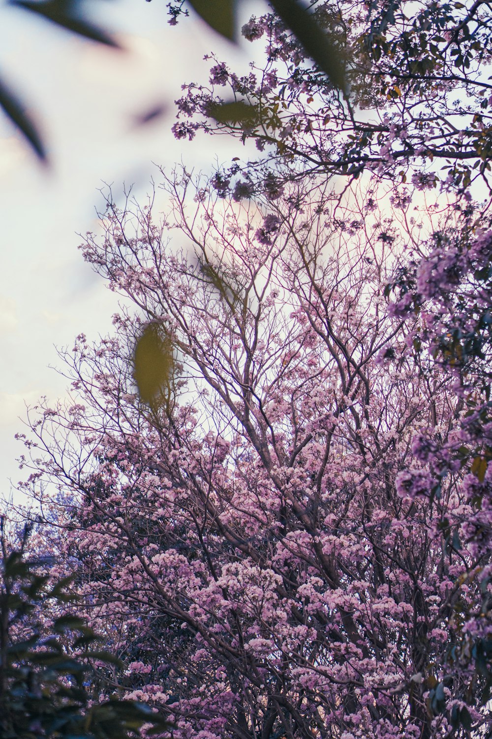 a tree with lots of purple flowers on it