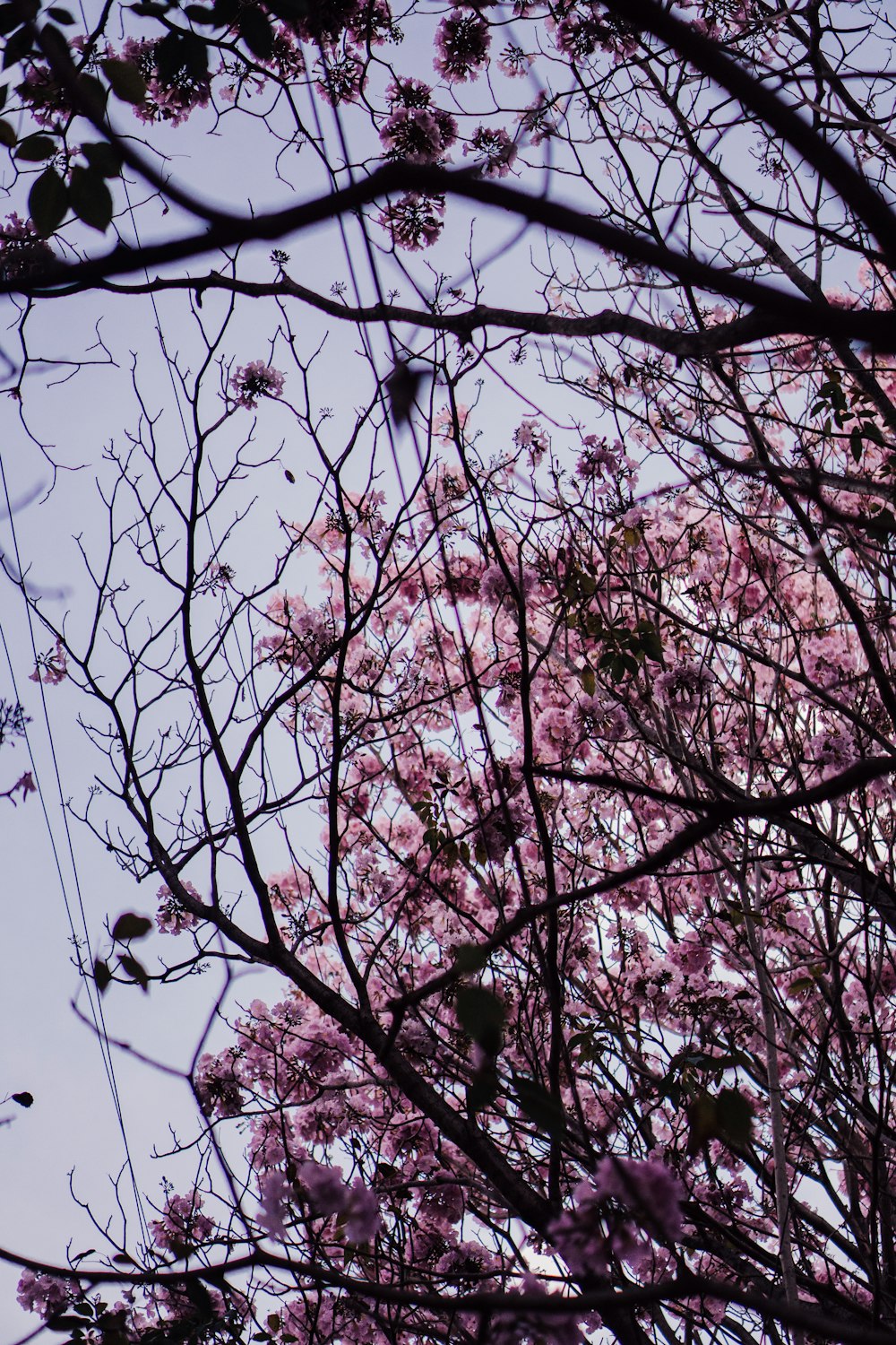 a tree with lots of pink flowers on it