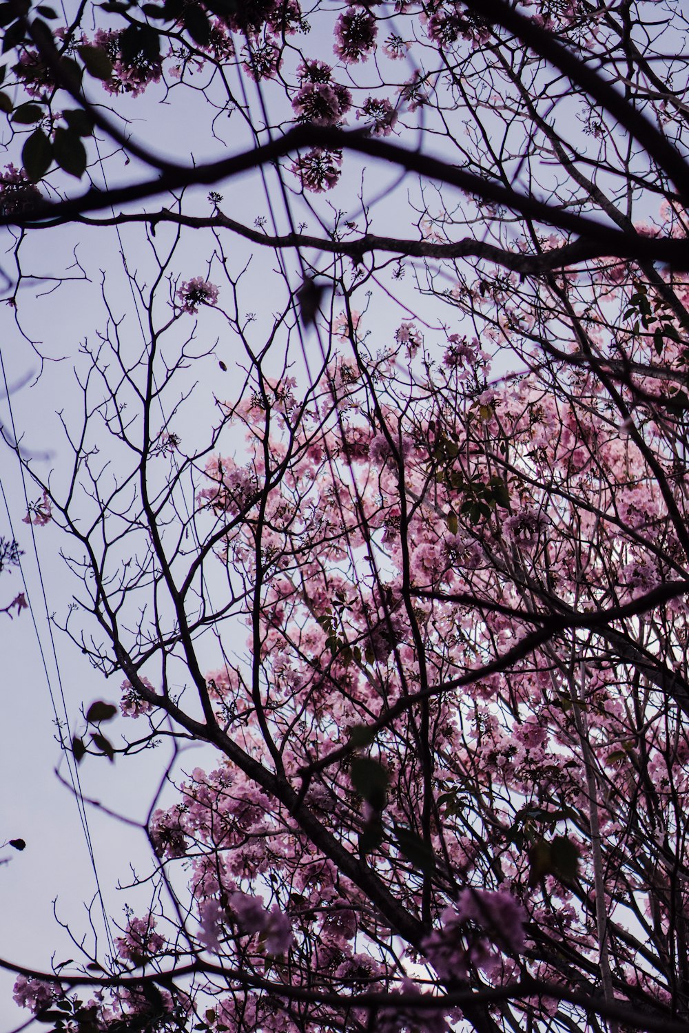 Ein Baum mit vielen rosa Blüten darauf