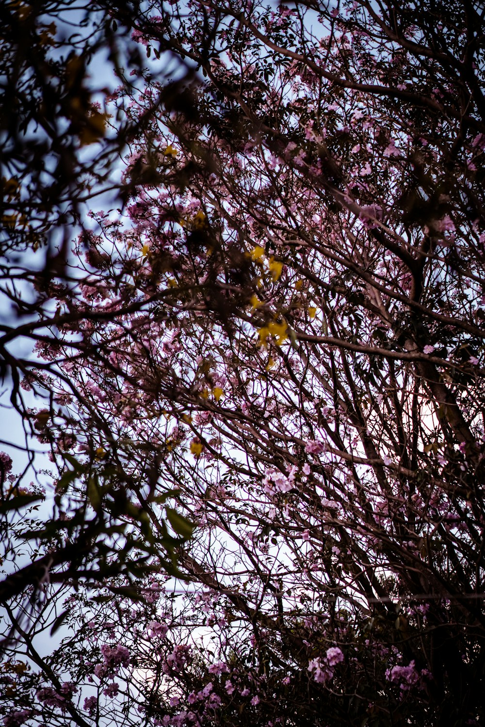 the branches of a tree with purple flowers